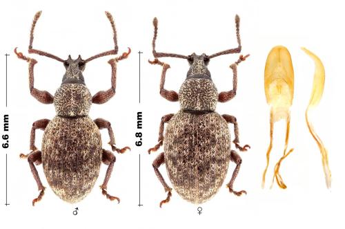 Otiorhynchus duinensis